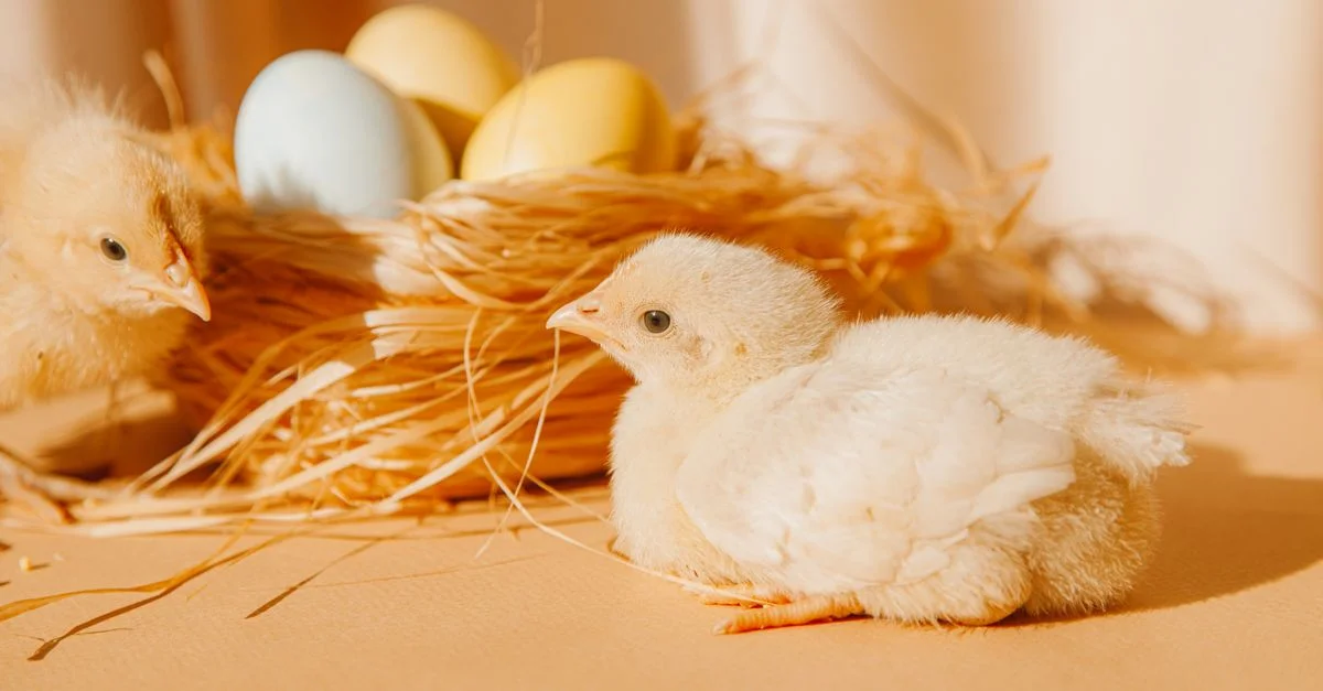 Des adorables poussins pelucheux assis à côté d'un nid avec des œufs de Pâques pastels, symbolisant la joie des fêtes.