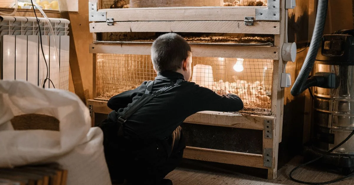 Un enfant regarde à l'intérieur d'un élevage de poussins, intrigué par les poussins dans un cadre rustique de ferme intérieure.